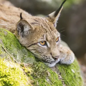 Eurasischer Luchs (Lynx lynx) liegt auf einem Felsen in einem Wald.
