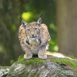 Eurasischer Luchs (Lynx lynx) liegt auf einem Felsen in einem Wald.