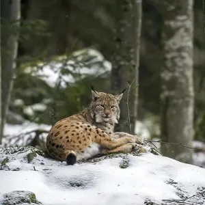 Eurasian lynx (Lynx lynx) lying on rock in the snow in winter Eurasian lynx (Lynx lynx) lying on rock in the snow in winter