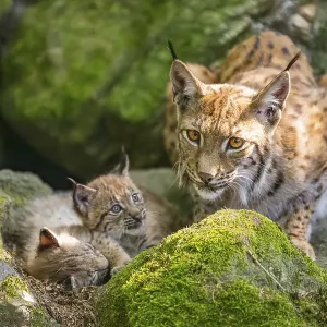 Eurasische Luchs (Lynx lynx) Mutter mit ihren Jungen (Küken) liegen auf einem Felsen in einem Wald.