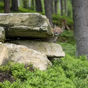 Le lynx d'Eurasie (Lynx lynx) se tient derrière une roche. Le lynx d'Eurasie (Lynx lynx) se tient derrière une roche.