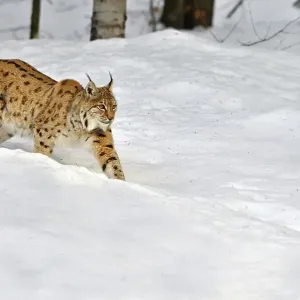 Eurasian lynx (Lynx lynx) running in the snow in winter Eurasian lynx (Lynx lynx) running in the snow in winter