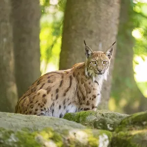 Eurasischer Luchs (Lynx lynx) sitzt auf einem Felsen in einem Wald.