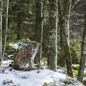 Eurasian lynx (Lynx lynx) sitting on rock in the snow in winter