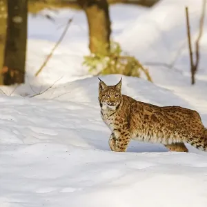 Eurasian lynx (Lynx lynx) in the snow in winter