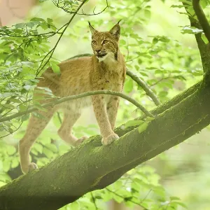 Eurasian lynx (Lynx lynx) standing on a tree in a forest