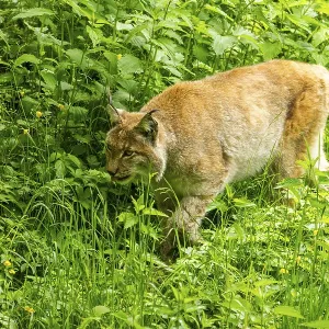 Eurasian lynx (Lynx lynx) walking through a forest