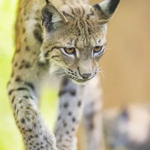 Eurasischer Luchs (Lynx lynx) geht auf einem Felsen in einem Wald.