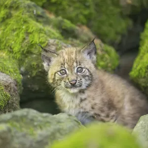 Eurasischer Luchs (Lynx lynx) Jungtier (Küken) auf einem Felsen in einem Wald.