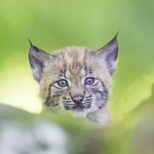 Eurasischer Luchs (Lynx lynx) Jungtier (Kub) auf einem Felsen in einem Wald.