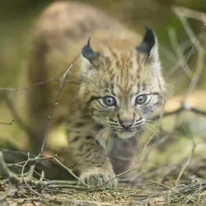Eurasischer Luchs (Lynx lynx) Jungtier (Küken) geht im Wald.