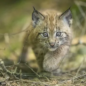 Eurasische Luchs (Lynx lynx) Jungtier (Küken) geht im Wald.