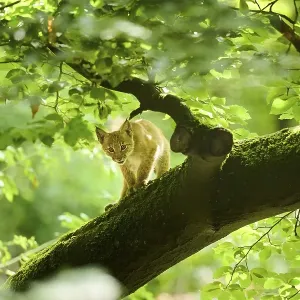 Eurasian lynx (Lynx lynx) youngster standing on a tree in a forest Eurasian lynx (Lynx lynx) youngster standing on a tree in a forest