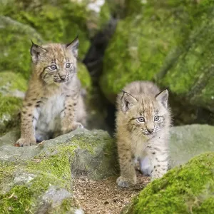 Eurasische Luchs (Lynx lynx) Jungen (Küken) auf einem Felsen in einem Wald.