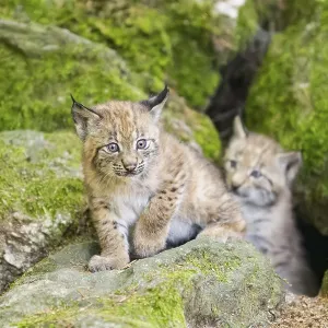 Eurasische Luchs (Lynx lynx) Jungtiere (Küken) auf einem Felsen in einem Wald.
