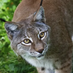 Eurasian lynx, northern lynx (Lynx lynx) looking attentively upwards Eurasian lynx, northern lynx (Lynx lynx) looking attentively upwards