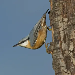 Eurasian Nuthatch (Sitta europaea) climbing down a tree Eurasian Nuthatch (Sitta europaea) climbing down a tree