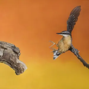 Eurasian Nuthatch (Sitta europaea) landing on a branch Eurasian Nuthatch (Sitta europaea) landing on a branch