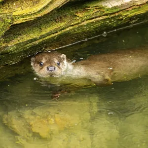 Eurasian otter (Lutra lutra) swimming in a lake