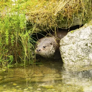 Eurasian otter (Lutra lutra) swimming in a lake