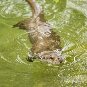 Eurasian otter (Lutra lutra) swimming in a lake