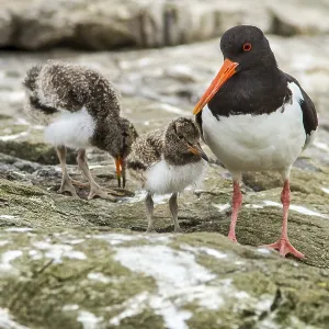 Eurasian Oystercatcher (Haematopus ostralegus) adult and chick Eurasian Oystercatcher (Haematopus ostralegus) adult and chick