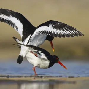 Eurasian Oystercatcher (Haematopus ostralegus) pair mating Eurasian Oystercatcher (Haematopus ostralegus) pair mating