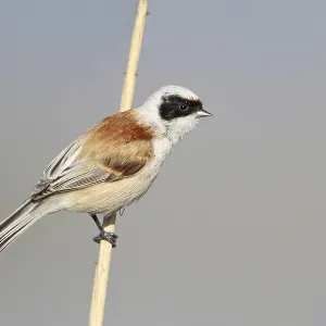 Eurasian Penduline Tit (Remiz pendulinus) male