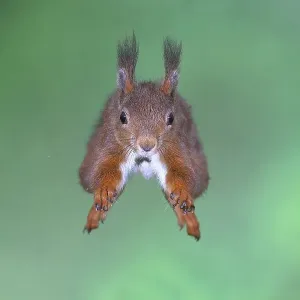 Eurasian red squirrel (Sciurus vulgaris) Eurasian red squirrel (Sciurus vulgaris)