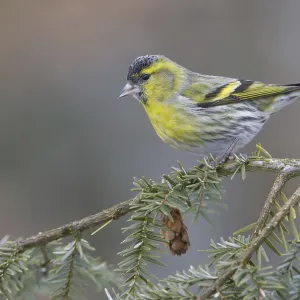 Eurasian Siskin (Spinus spinus) male