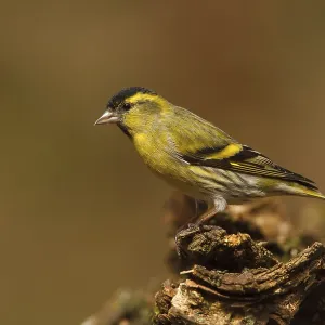 Eurasian Siskin (Spinus spinus) male
