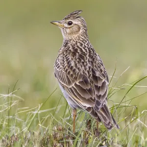 Eurasian Skylark (Alauda arvensis) in field Eurasian Skylark (Alauda arvensis) in field