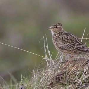 Eurasian Skylark (Alauda arvensis) male singing