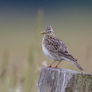 Eurasian Skylark (Alauda arvensis) perched on pale with food in beak Eurasian Skylark (Alauda arvensis) perched on pale with food in beak