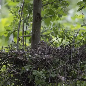 Eurasian Sparrowhawk (Accipiter nisus) female incubating Eurasian Sparrowhawk (Accipiter nisus) female incubating