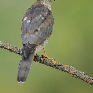 Eurasian Sparrowhawk (Accipiter nisus) male Eurasian Sparrowhawk (Accipiter nisus) male