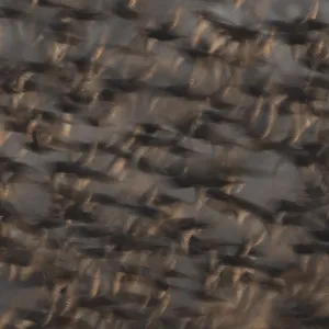 Eurasian starling (Sturnus vulgaris) Eurasian starling (Sturnus vulgaris)