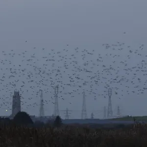 Eurasian starling (Sturnus vulgaris) Eurasian starling (Sturnus vulgaris)
