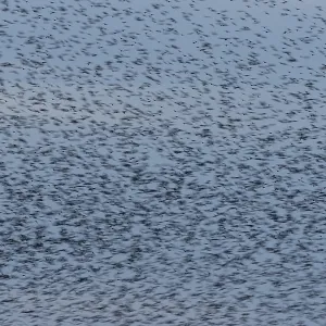 Eurasian starling (Sturnus vulgaris) Eurasian starling (Sturnus vulgaris)