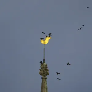 Eurasian starling (Sturnus vulgaris) adult birds flying and on a church spire at dusk Eurasian starling (Sturnus vulgaris) adult birds flying and on a church spire at dusk