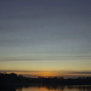Eurasian starling (Sturnus vulgaris) adult birds flying in flight in a murmuration over a lake at sunset in winter Eurasian starling (Sturnus vulgaris) adult birds flying in flight in a murmuration over a lake at sunset in winter