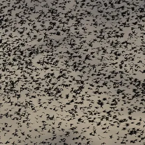 Eurasian starling (Sturnus vulgaris) adult birds flying in a flock in a murmuration at sunset in winter Eurasian starling (Sturnus vulgaris) adult birds flying in a flock in a murmuration at sunset in winter
