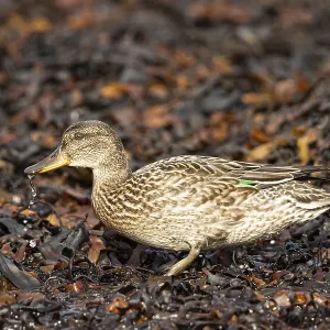 Eurasian Teal (Anas crecca) female foraging