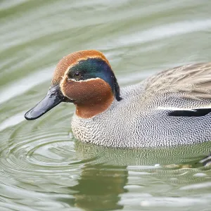 Eurasian teal (Anas crecca) male swimming in a lake Eurasian teal (Anas crecca) male swimming in a lake