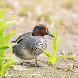 Eurasian teal (Anas crecca) male walking on the ground