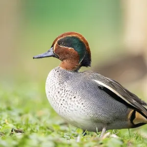 Eurasian teal (Anas crecca) male walking on a meadow Eurasian teal (Anas crecca) male walking on a meadow