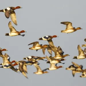 Eurasian Wigeon (Mareca penelope) group flying Eurasian Wigeon (Mareca penelope) group flying