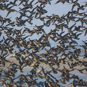Eurasian Wigeon (Mareca penelope) large group in flight Eurasian Wigeon (Mareca penelope) large group in flight