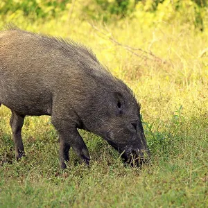 Eurasian wild boar (Sus affinis)