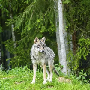 Eurasian wolf (Canis lupus lupus) in a forest